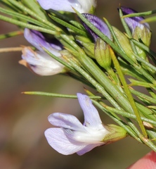 Psoralea sordida