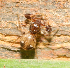 Parasmodix quadrituberculata