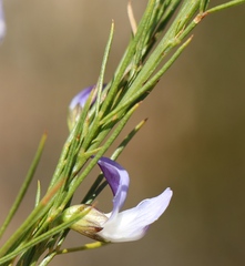 Psoralea sordida