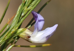 Psoralea sordida