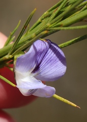 Psoralea sordida