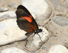 Castilia perilla