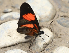Castilia perilla
