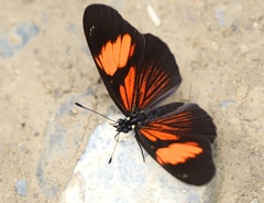 Castilia perilla
