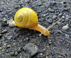 Gastropoda