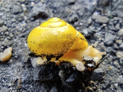 Gastropoda
