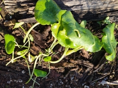 Hydrocotyle bonariensis