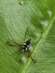 Rhagionidae