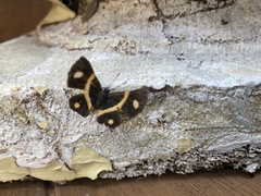 Parcella amarynthina