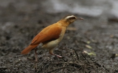Furnarius leucopus