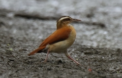 Furnarius leucopus