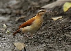 Furnarius leucopus