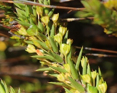 Agathosma pungens