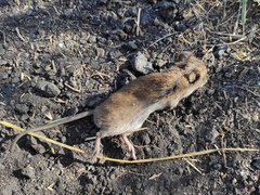 Muroidea