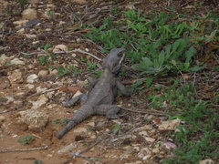 Laudakia vulgaris