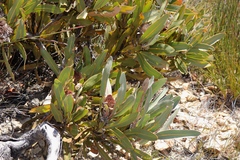 Protea lorifolia