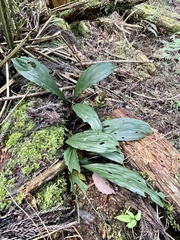 Calanthe discolor