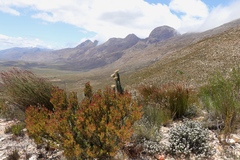 Syncarpha milleflora