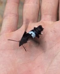 Leucostrophus commasiae