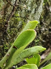 Pyrrosia confluens
