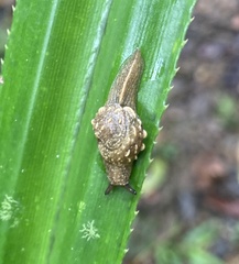 Fastosarion