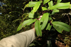 Syzygium ingens