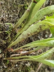 Pyrrosia confluens