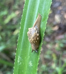 Fastosarion