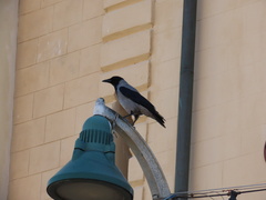 Corvus cornix