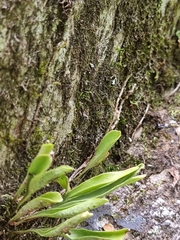 Pyrrosia confluens