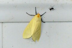 Pareuchaetes pseudoinsulata