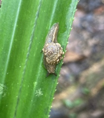 Fastosarion