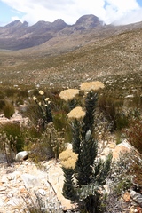 Syncarpha milleflora