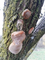 Phellinus pomaceus