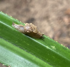 Fastosarion