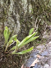 Pyrrosia confluens