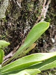 Pyrrosia confluens