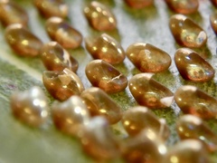 Acanthocoris sordidus