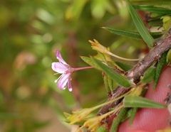 Agathosma pungens