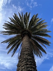 Arecaceae