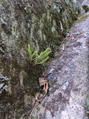 Pyrrosia confluens