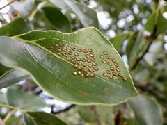 Acanthocoris sordidus