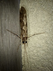 Stenopsyche marmorata