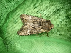 Nyctycia strigidisca