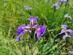 Iris setosa