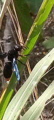 Synagris