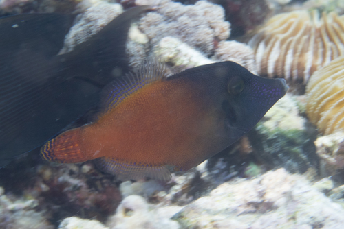 Blackhead filefish (Pervagor melanocephalus) — Monacanthidae — 4