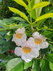 Tabebuia heterophylla
