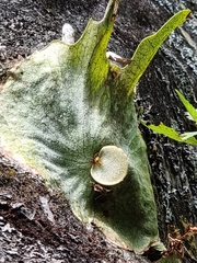 Platycerium superbum