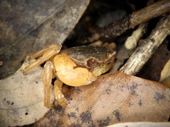 Geothelphusa dehaani